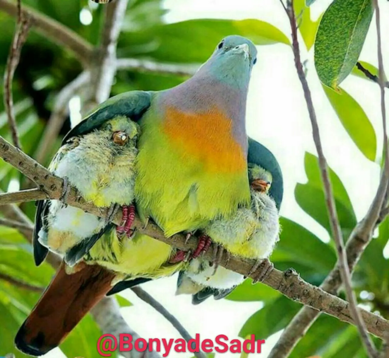 گزارش نهایی فراخوان ۵۰۵ تشک